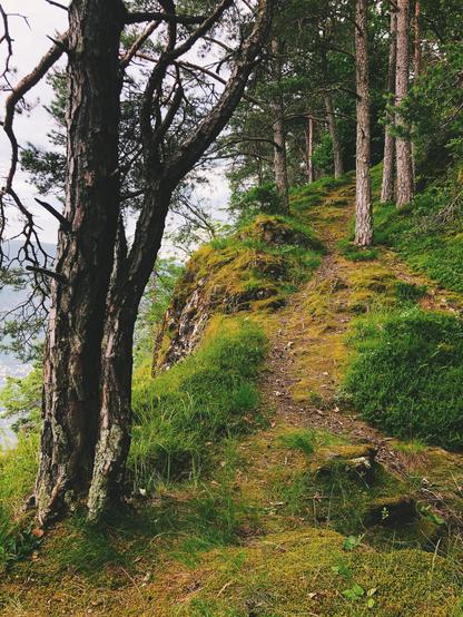 A trail in the woods with trees
