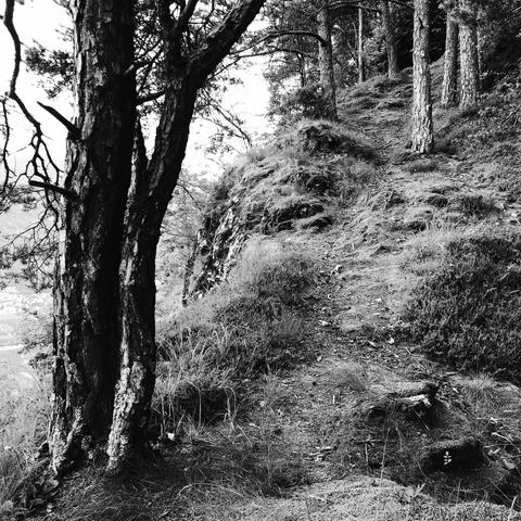 Un sentiero che sale lungo una roccia ed un prato al bordo del bosco con alcuni tronchi di albero