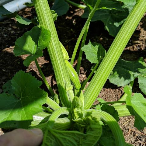 A black beauty zucchini plant with a fruit forming and green closed blossom.