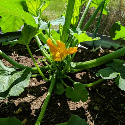 A zucchini plant with a not quit open yellow blossom.