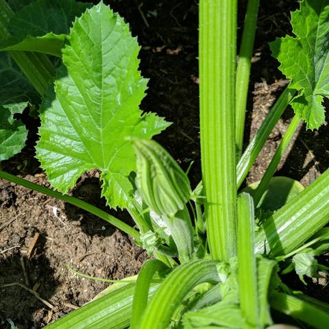 The other zucchini plant with a fruit and blossom started.