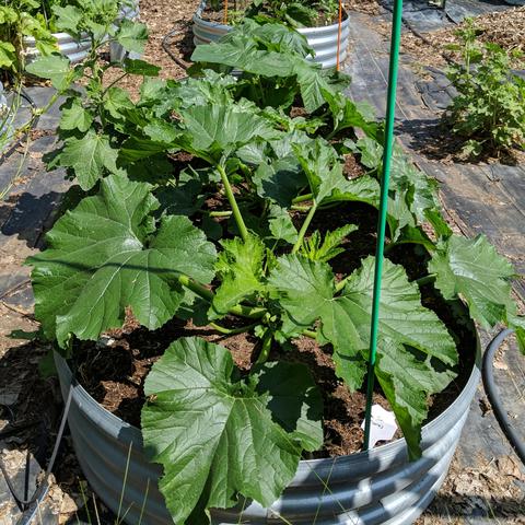 The raised bed with summer squash and zucchini on Saturday June 14, 2025. The plants are wider than the beds now which is more than 3 ft so about a meter. The bed is 9 feet long and has 4 plants in it. 2 of each type.