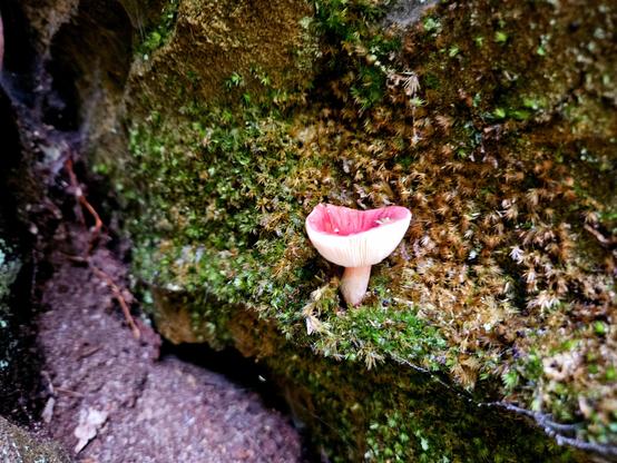 In a sandstone crevice hidden from direct light, a cream-coloured mushroom with a pink, inverted cap grows out of a moss carpet, some green and some dead, in the shade. Dharug and Gundungurra country.