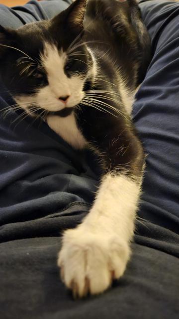Zwartwitte kater Kees tussen mijn benen met een voorpoot uitgestrekt over mijn buik. Helaas zijn de nagels noodzakelijk voor houvast en stabiliteit, maar welke kattenliefhebber klaagt daar over? 