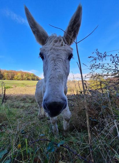 Ein Esel auf einer Wiese schaut uns an.
