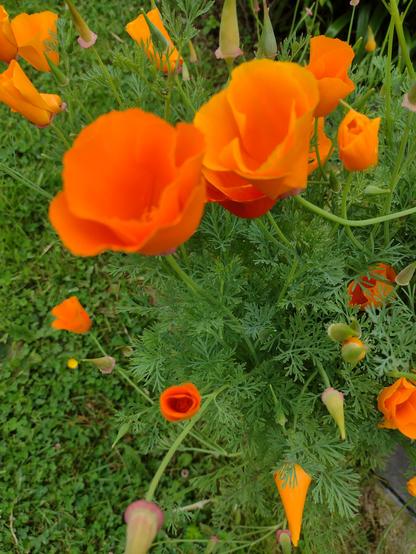 Orange Poppies, two fully open at the top of the picture and lots of smaller ones with right blossoms like champagne lute glasses and an unopened flower with a spike like opening, green grass to the left and green leaves to the right
