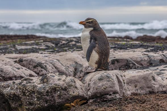 A Fiordland crested penguin stands upright on rugged, mussel-covered coastal rocks with the ocean surf in the background. Its yellow eyebrow-like crests and wet feathers are visible, showing it has just emerged from the sea. The setting is wild and remote, typical of New Zealand’s West Coast.