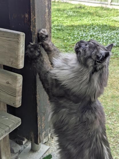 Gaius (my Maine-Coon cat) standing up against a wooden pillar in front of a green garden
