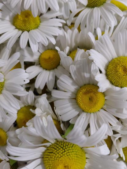A tightly packed bouquet of wild daisies. Seen from the top.