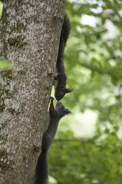 Zwei Eichhörnchen die die Nasen an einander halten und dich beschnüffeln.