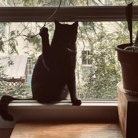 a black cat, backlit on a window sill, raises a hand as if to wave hello but actually to pull at a hanging vine