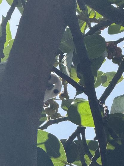 A bird partially hidden among branches and leaves, with the sky visible in the background.