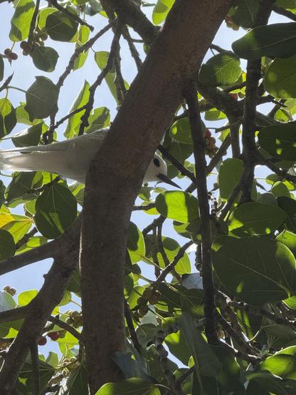 A white bird is perched among green leaves and branches, with blue sky visible in the background.