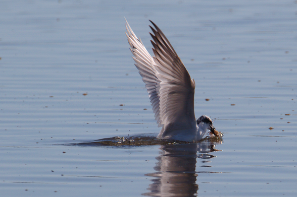 Frame 3: Seabird with prey in beak taking off from water