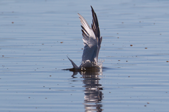 Frame 2: Seabird impacts the water surface with both wings held vertically