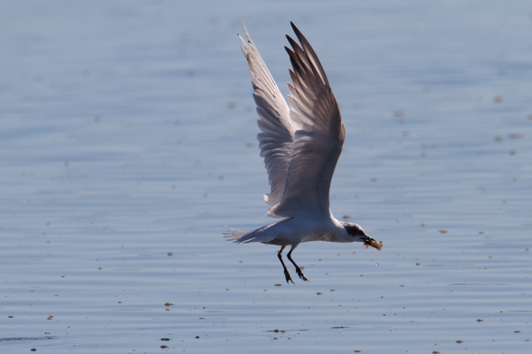 Frame 4: Our hero departs and continues flight with catch in bill