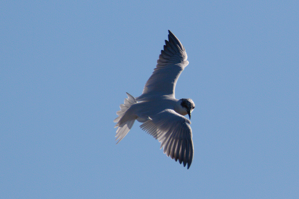 Frame 1: A pale coloured seabird with a black cap and dark wingtips turning in flight with head facing toward the camera against a clear blue sky