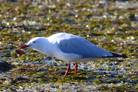Seagull with white chest & head, grey wings, dark tail and red legs and bill in profile facing left of shot with small flat fish held in its beak by a fin. Background is a seagrass bed on a mudflat, exposed at low tide
