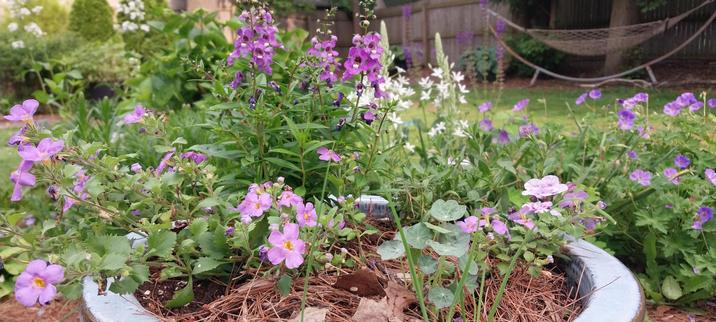 In background, petennials: white spikes of Hairy BeardTongue, Star of Bethleham, also white, perennial geraniums in purple. In foreground, in blue pot 3 types of purple annuals as a treat but . . .  that I forgot to write down or save tags