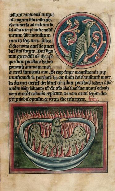A medieval manuscript page with a top image of a grey phoenix sitting on a stylised red branch in a circular lozenge. The bottom image is of the same grey phoenix immolating itself in a bowl of red flames. The phoenix does not look like it is enjoying the experience.