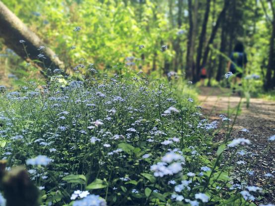 Acercamiento a florecitas azules / violetas al borde de un camino de grava entre los árboles. Por él caminan dos personas —mi familia.