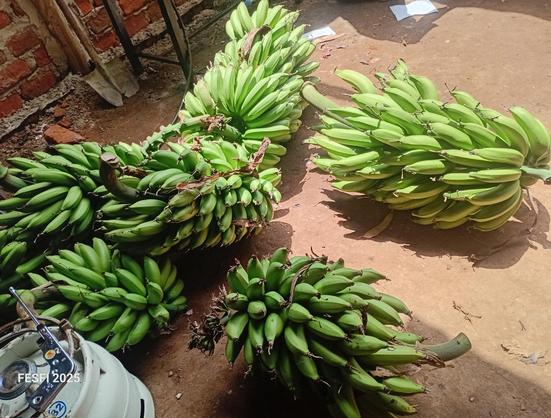 A harvest of bananas