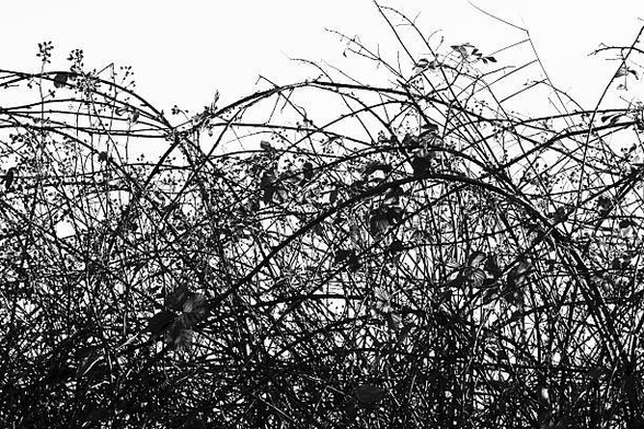 Tangled, arching brambles and thorny vines in sharp black silhouette against a bright, overexposed white sky. The dense thicket of wild growth forms a chaotic, spiky texture, with a few scattered leaves and seed pods visible among the interwoven stems.