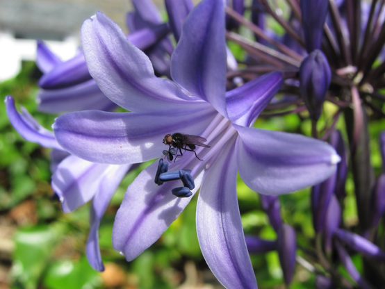 A small fly, balanced on a purple stamen inside the curved blue bell of an agapanthus