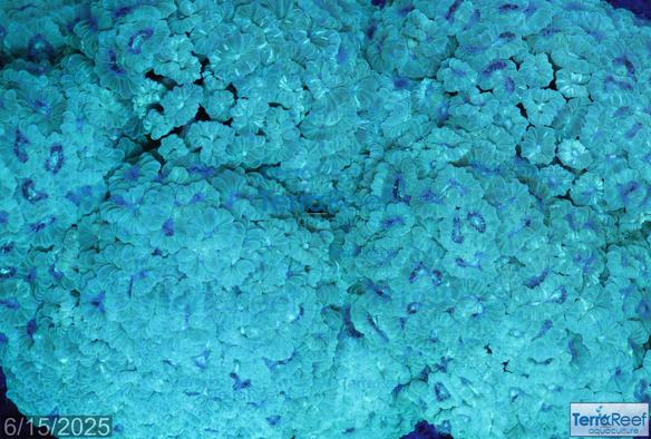 Candy cane coral / Trumpet coral.  LPS