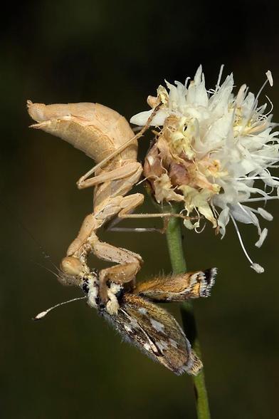 Fotografía del mántido Amele spallanzania