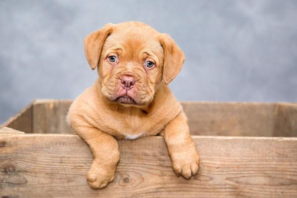 Dog's Health, dog's training 