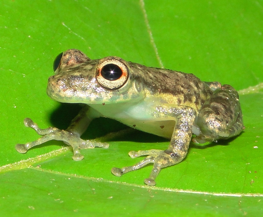 A white-bellied frog with the rest of its body in camouflage colors sits on a leaf that fills the picture.