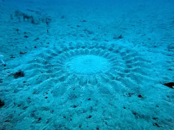 An intricate underwater spawning nest built by a male Amami night-sky pufferfish off Amami-Oshima island, Kagoshima Prefecture (Provided by Katsuki Oki)