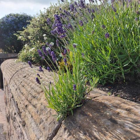 A wall with a luscious sprig of lavender growing out of it, with more lavender and other plants behind the wall.