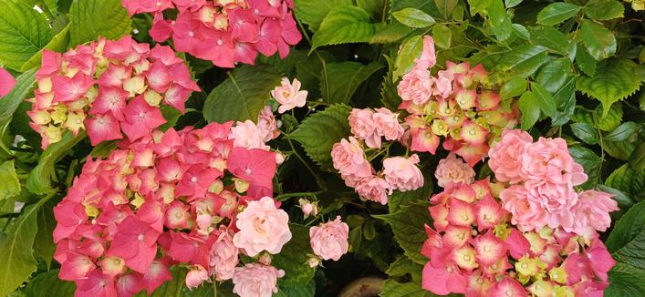 Hortensia et rose