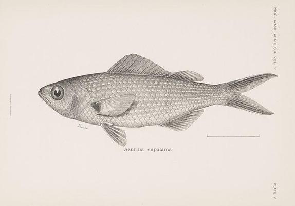 Zeichnung aus der Erstbeschreibung des Galápagos-Riffbarschs Azurina eupalama (1903): Der rund 15 Zentimeter lange Galápagos-Riffbarsch war größtenteils in einem hellen Olivgrau gefärbt. Seine Bauchseite war silbrig, sein Maul dunkel. An der Basis der Brustflossen besaß er einen schwarzen Fleck.