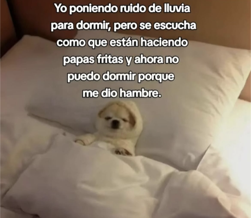 Imagen: pequeño perro durmiendo en una cama
Texto: yo poniendo ruido de lluvia para dormir, pero se escucha como que están papas fritas y ahora no puedo dormir porque me dio hambre.