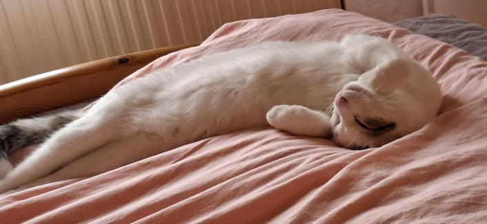Weisse katze liegt auf ihrem rücken im bett