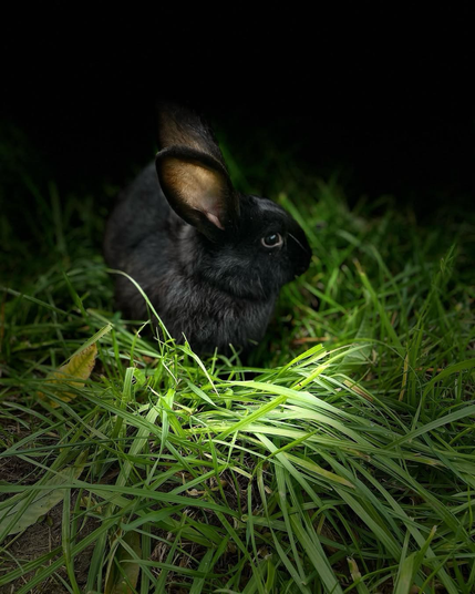 Jinny in the grass 