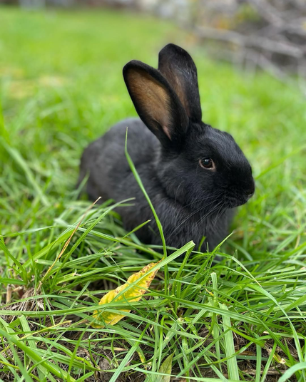 Jinny in the grass 