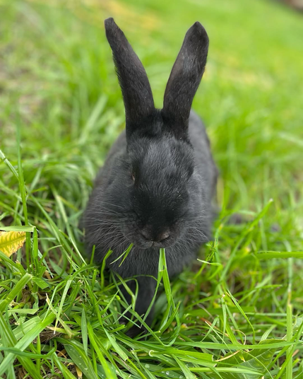 Jinny eating some grass 