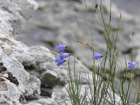 Closeup of five delicate purple violet flowers against grey rocks.