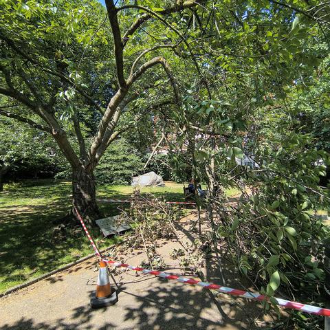 Walking path obstructed by a broken tree branch and cordoned off with red and white tape... A silver plaque visible at the bottom of the tree