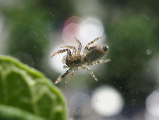 Die Spinne von unten, die Beine sind ziemlich durchscheinend und behaart.