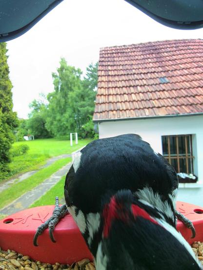 Buntspecht im Futterhäuschen