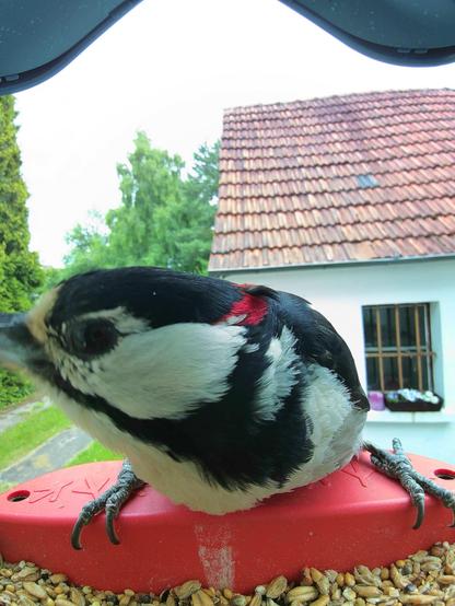 Buntspecht im Futterhäuschen