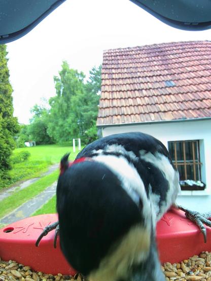 Buntspecht im Futterhäuschen