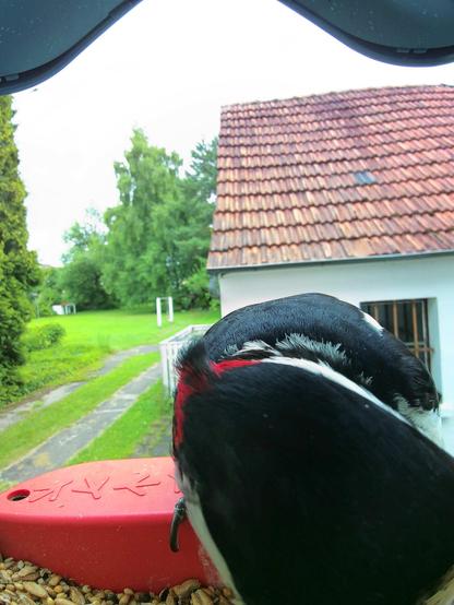 Buntspecht im Futterhäuschen