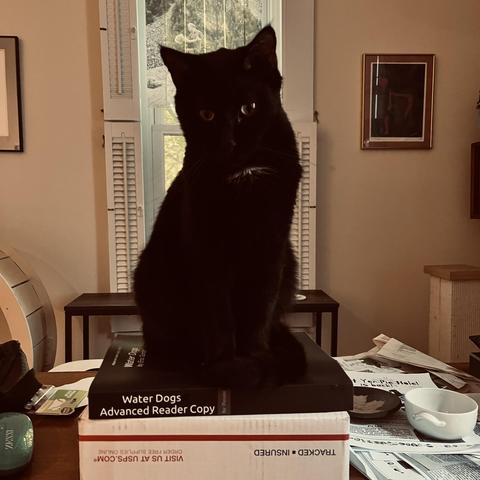 a black cat sits facing us on a book, on a box, on a table in front of a window