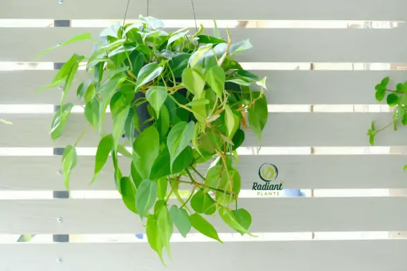 Struggling with Philodendron Brasil? Get simple care solutions to help your indoor plants thrive. Try these expert tips now. 🌿 #philodendronbrasil, #indoorplants, #houseplantcare, #philodendroncare, #indoorjungle,  #tropicalplants, #plantdecor,